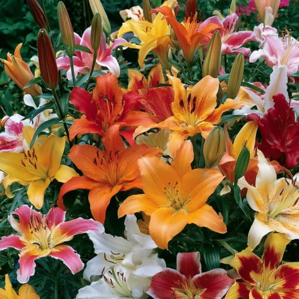 Λίλιουμ Asiatic Mixed (ασιατικό μείγμα)