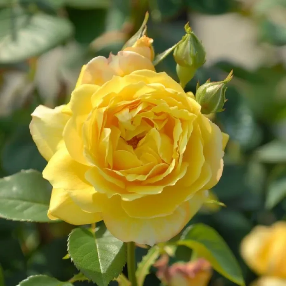 Τριαντάφυλλο Citrus Harmony – γυμνόριζο