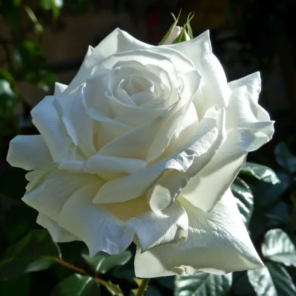 Τριαντάφυλλο Cream Elegance – γυμνόριζο
