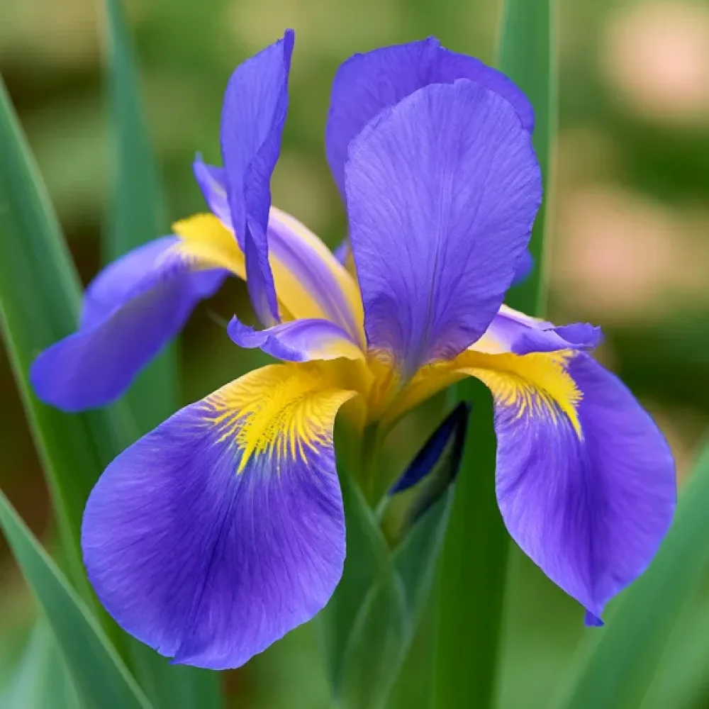 Ίριδα Saphire Beauty Hollandica (ζαφειρί)