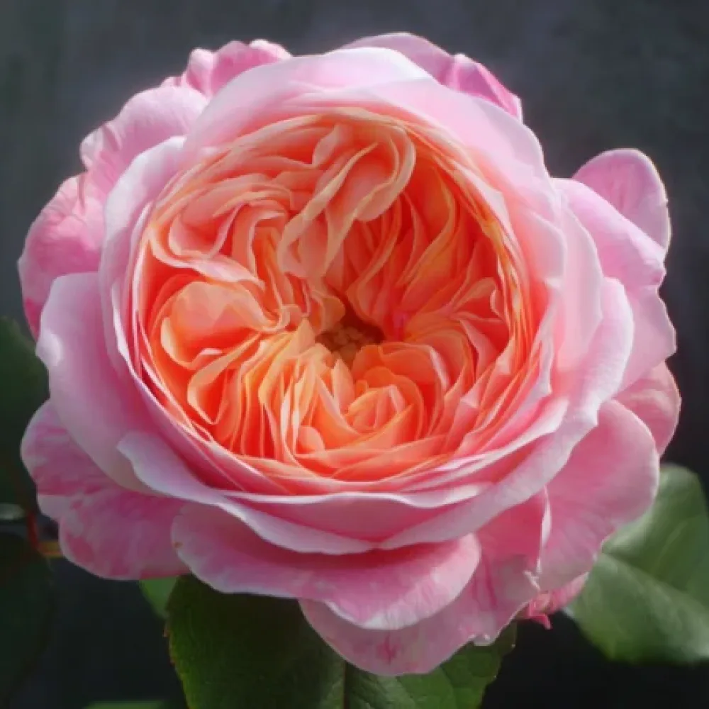 Τριαντάφυλλο Pearl Rose – γυμνόριζο