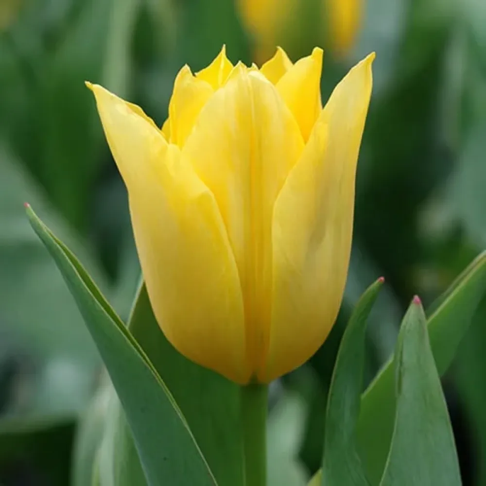 Τουλίπα Yellow Purissima (κίτρινη)