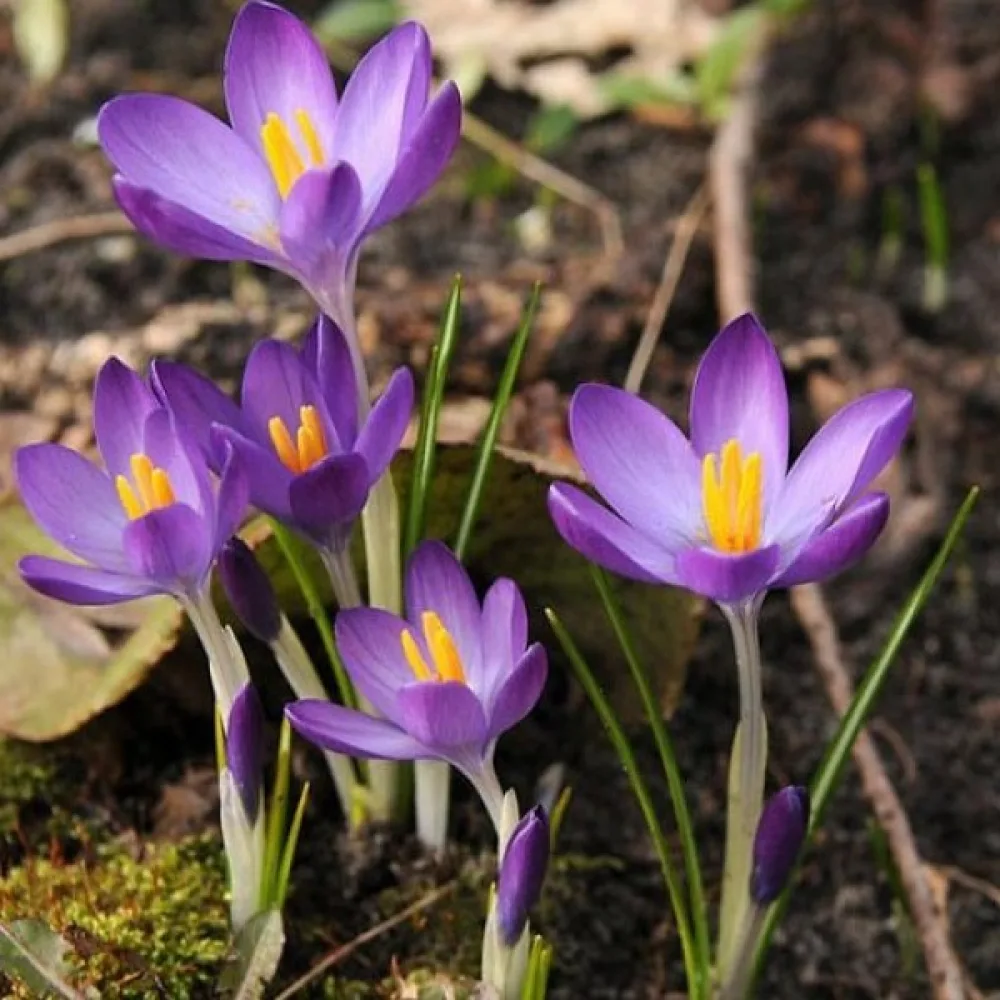 Κρόκος tommasinianus Whitewell Purple (μωβ)
