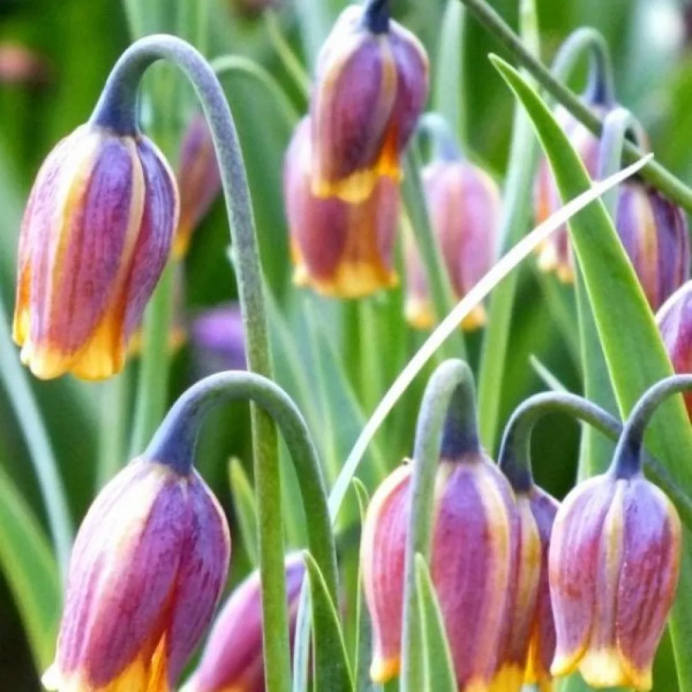 Φριτιλλάρια Uva Vulpis (κίτρινη)