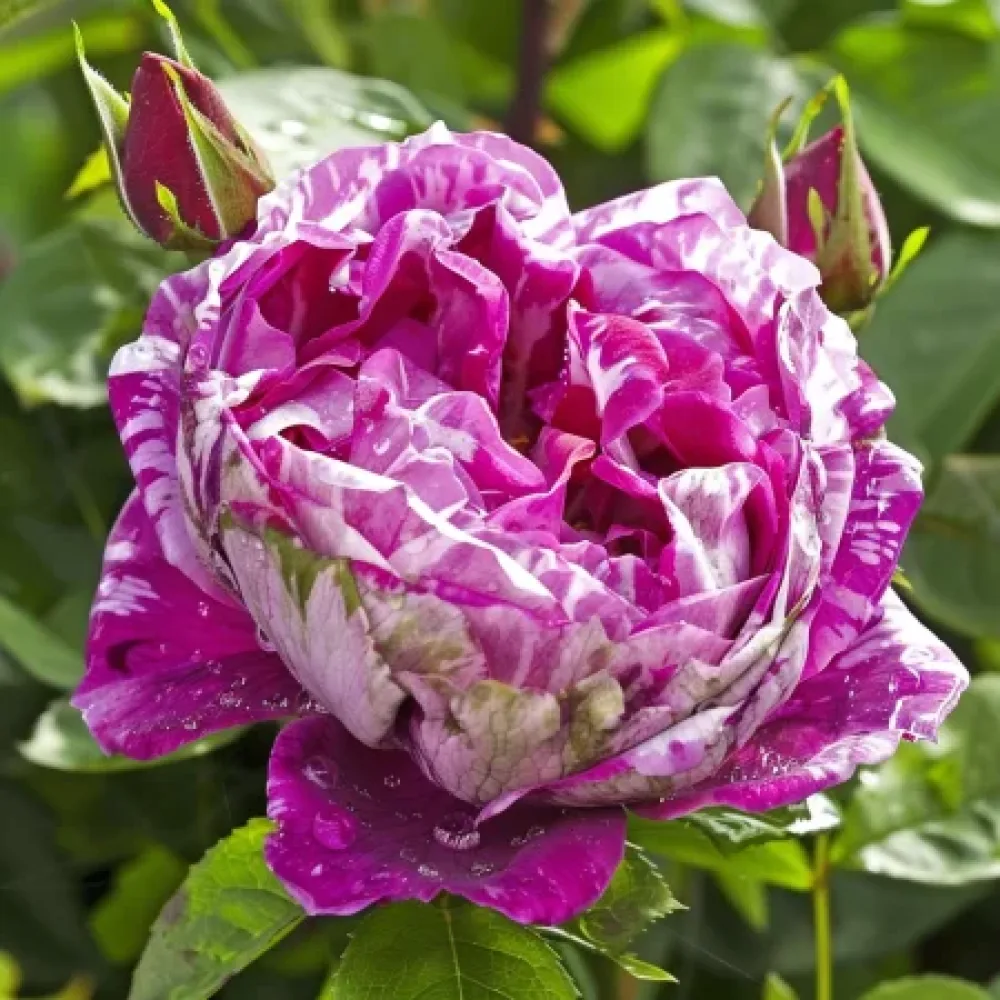 Τριαντάφυλλο Fragrant Avalanche – γυμνόριζο