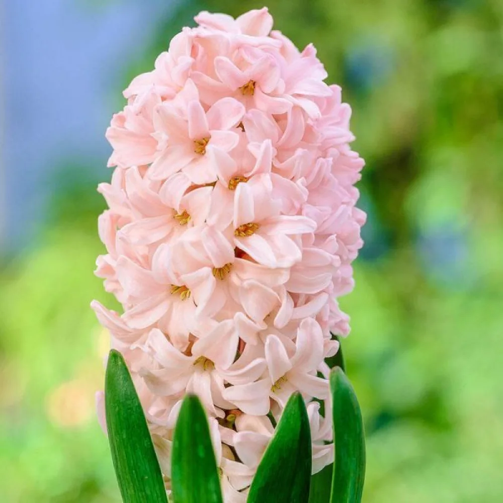 Υάκινθος Apricot passion (βερικοκί)