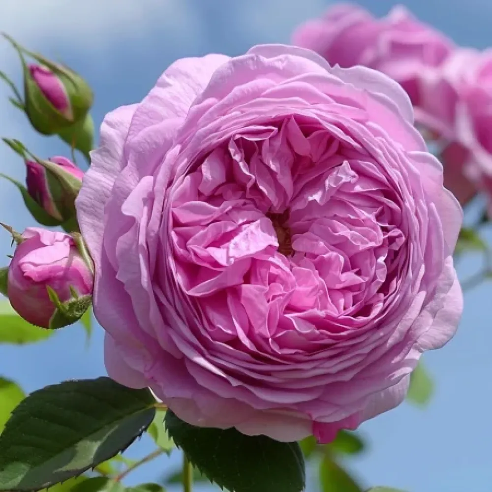 Τριαντάφυλλο Revival Blossom – γυμνόριζο
