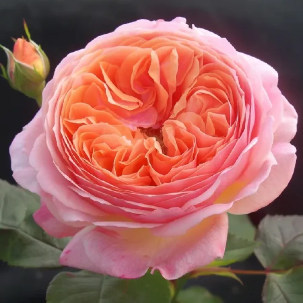 Τριαντάφυλλο Pearl Rose – γυμνόριζο