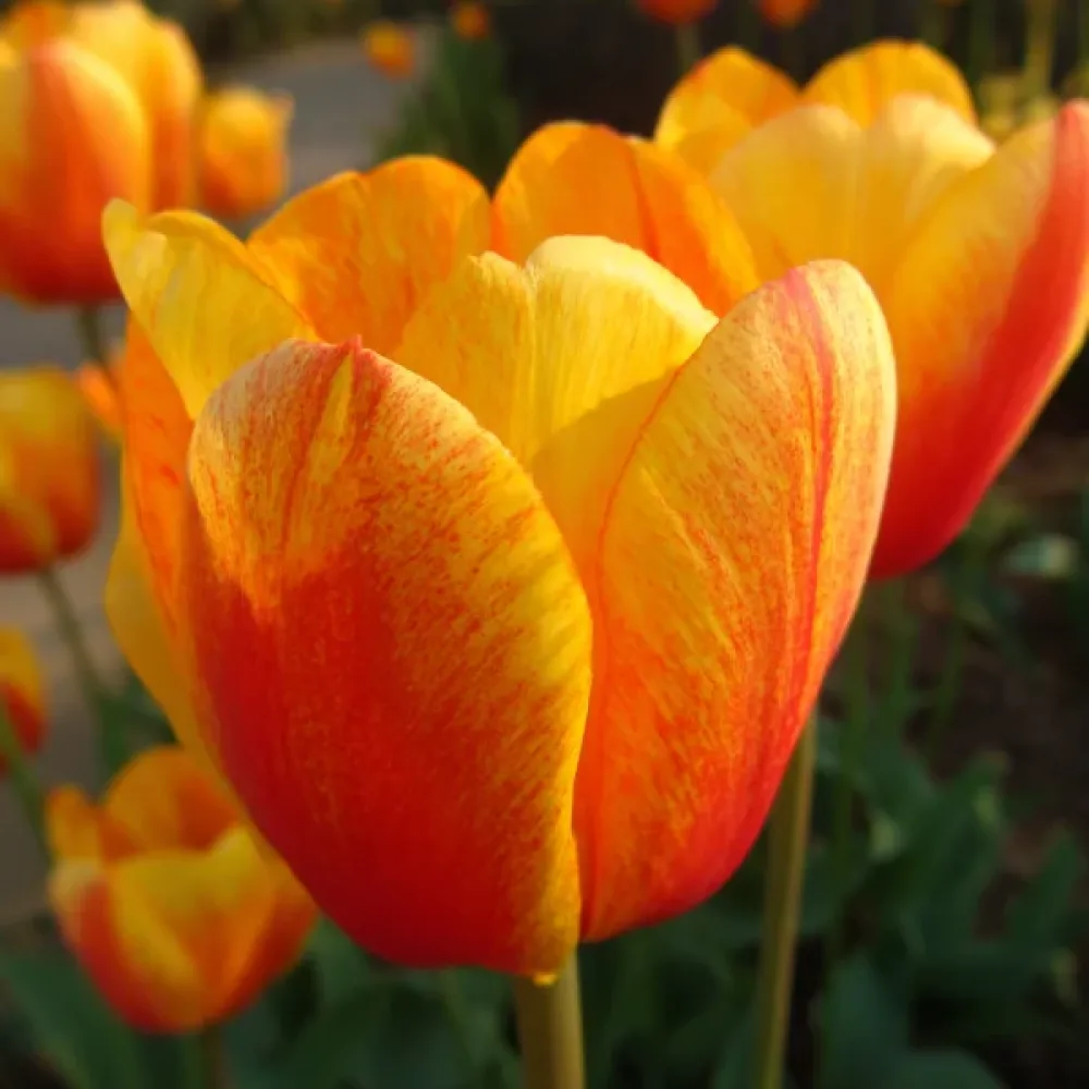 Τουλίπα Beauty Of Apeldoorn