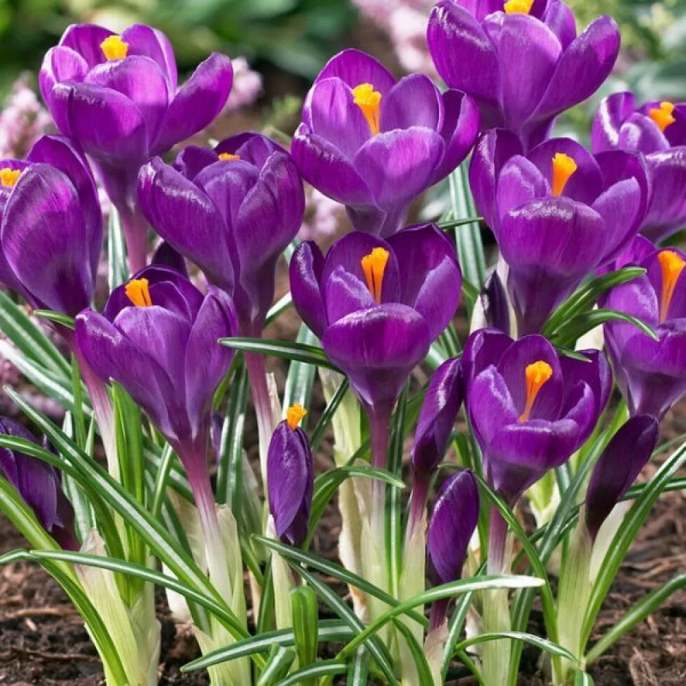Κρόκος Flower Record (μωβ)