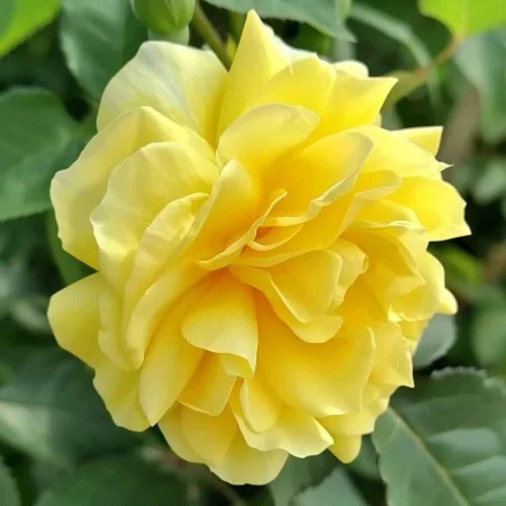 Τριαντάφυλλο Yellow Fantasy – γυμνόριζο