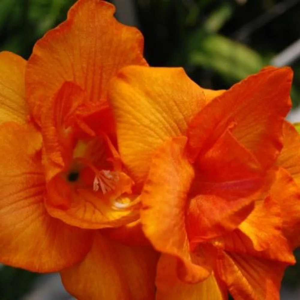 Φρέζια Double Orange (πορτοκαλί)