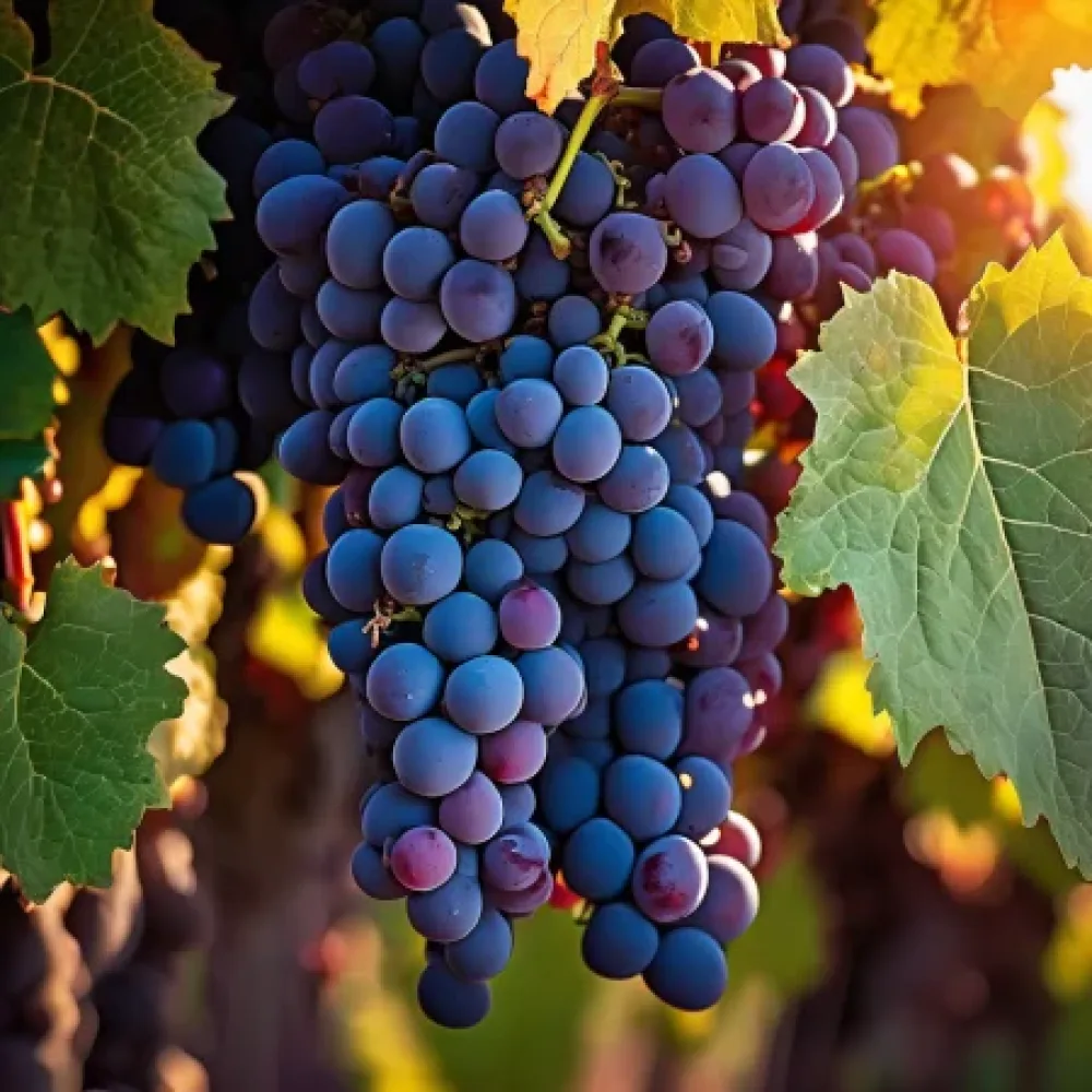 Κλήμα ποικιλίας Cabernet Franc, ερυθρή οινοποιήσιμη – μεσοόψιμης ωρίμανσης
