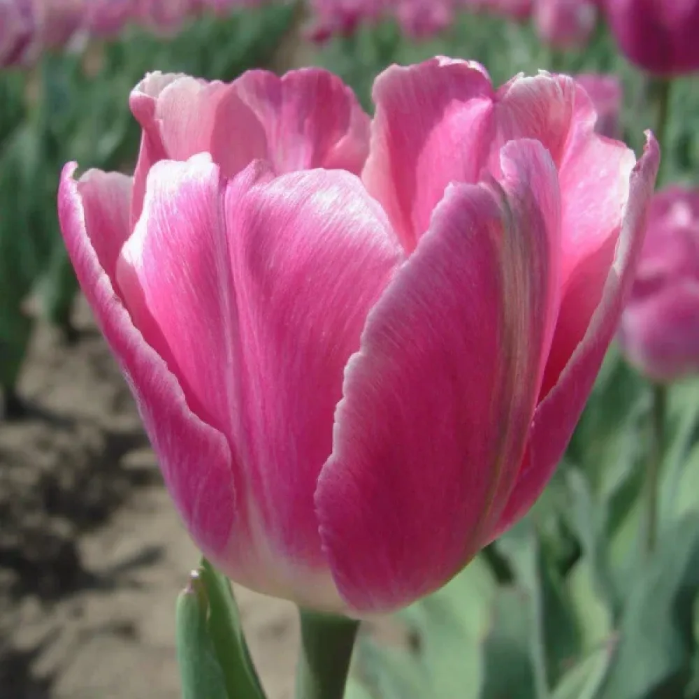 Τουλίπα Jumbo pink (ροζ)