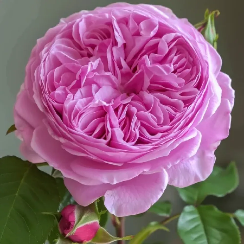 Τριαντάφυλλο Revival Blossom – γυμνόριζο