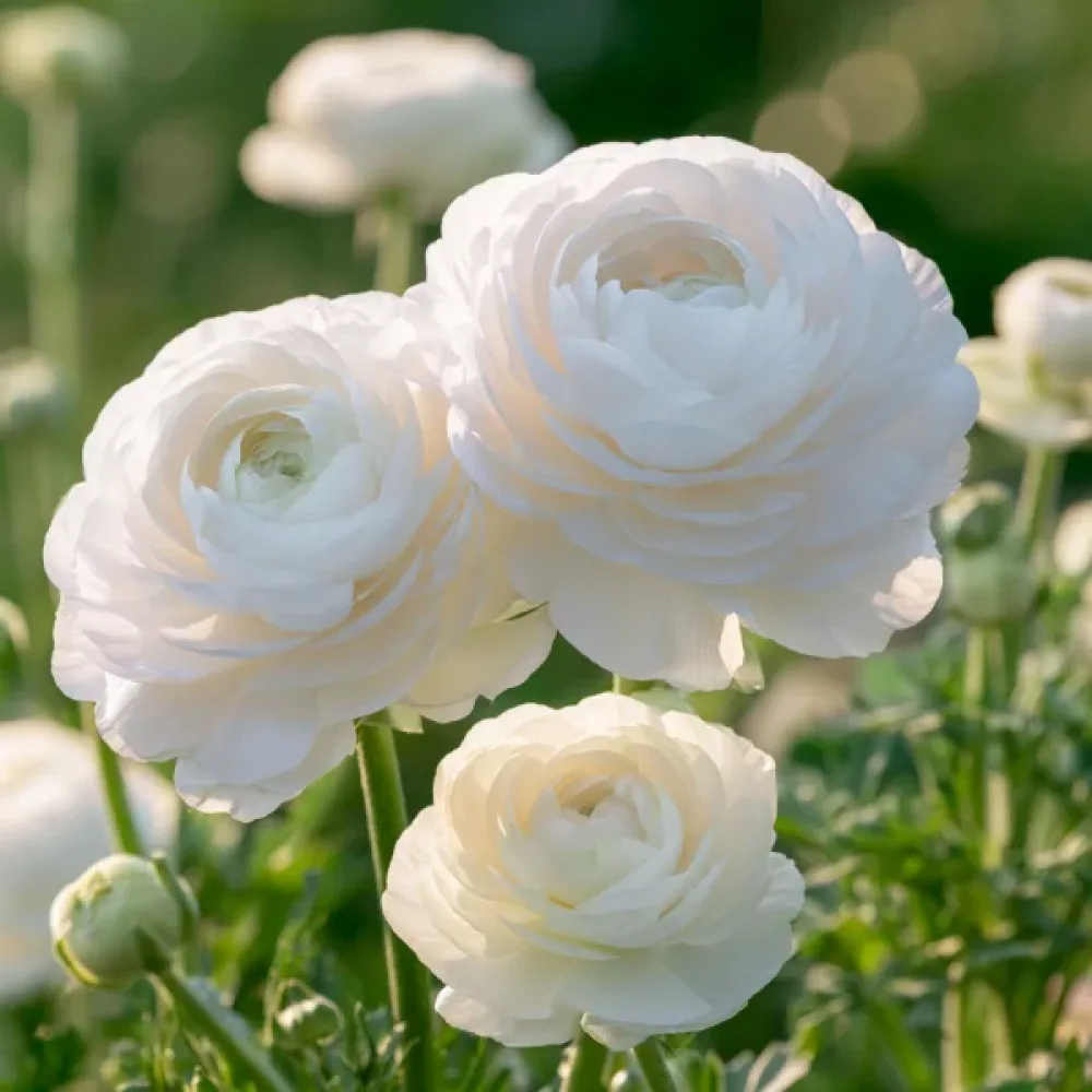 Νεραγκούλα White Tomer (λευκή)