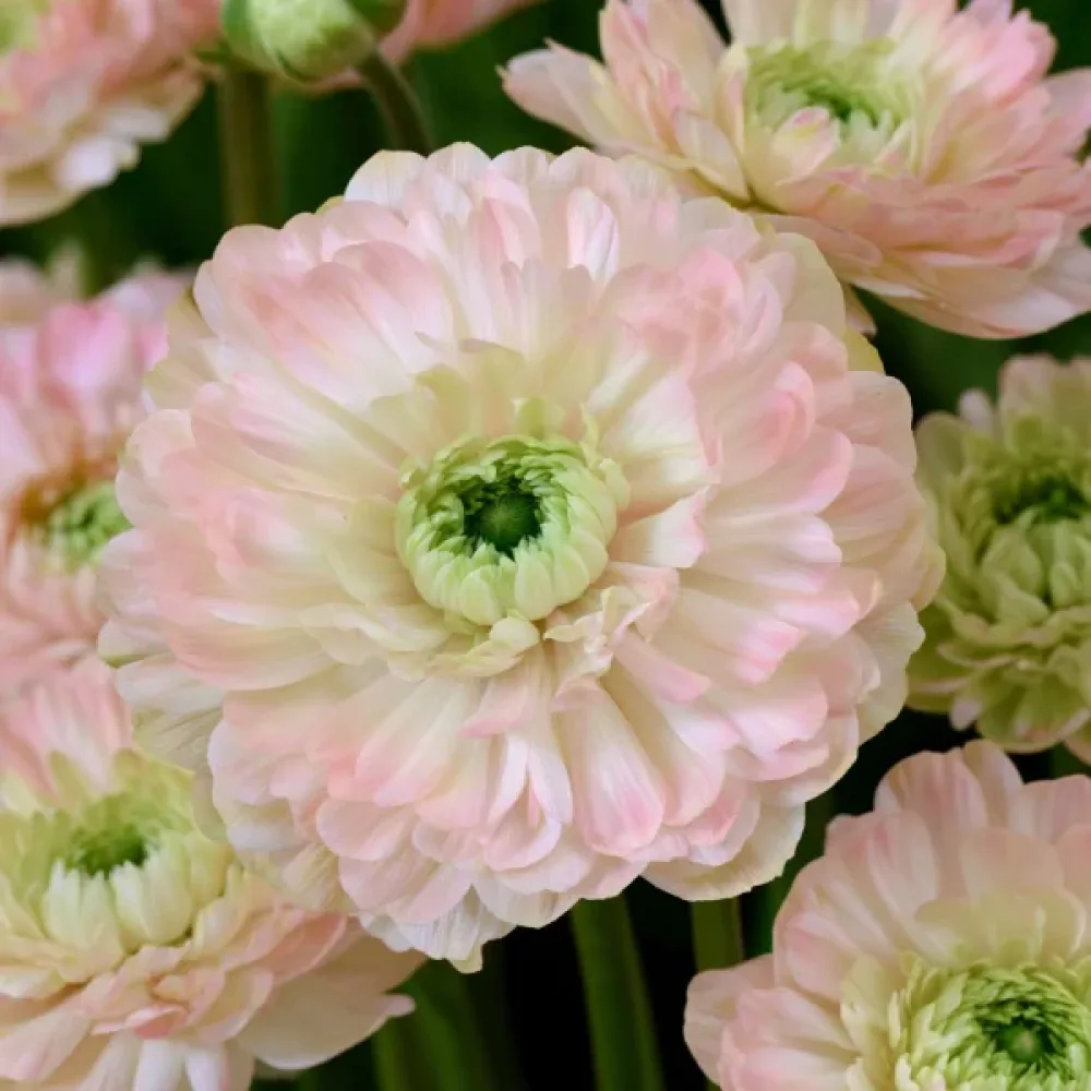 Ανεμώνη Levante Rosa Chiaro Double (ροζ)