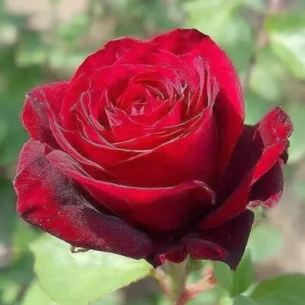 Τριαντάφυλλο Ruby Eternity Rose - γυμνόριζο