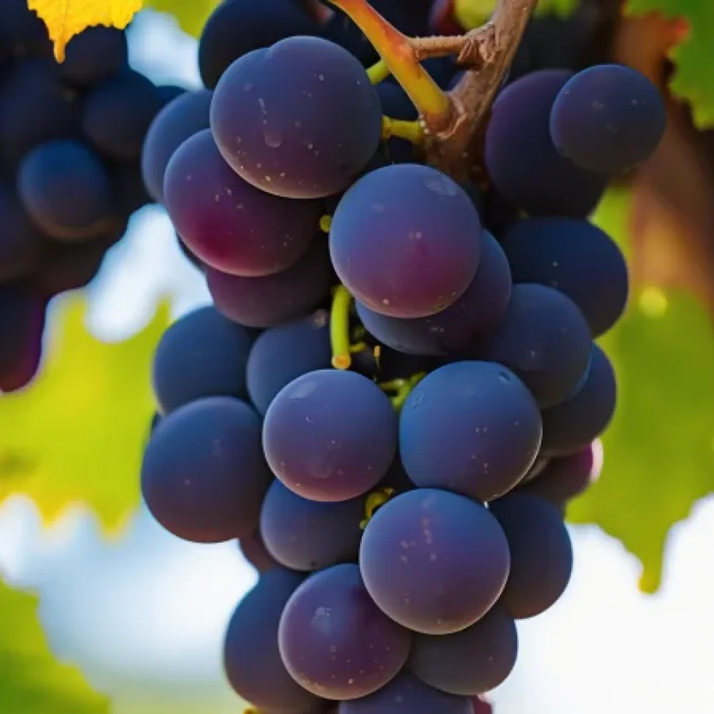 Κλήμα ποικιλία Pinot Noir, ερυθρή οινοποιήσιμη – πρώιμη