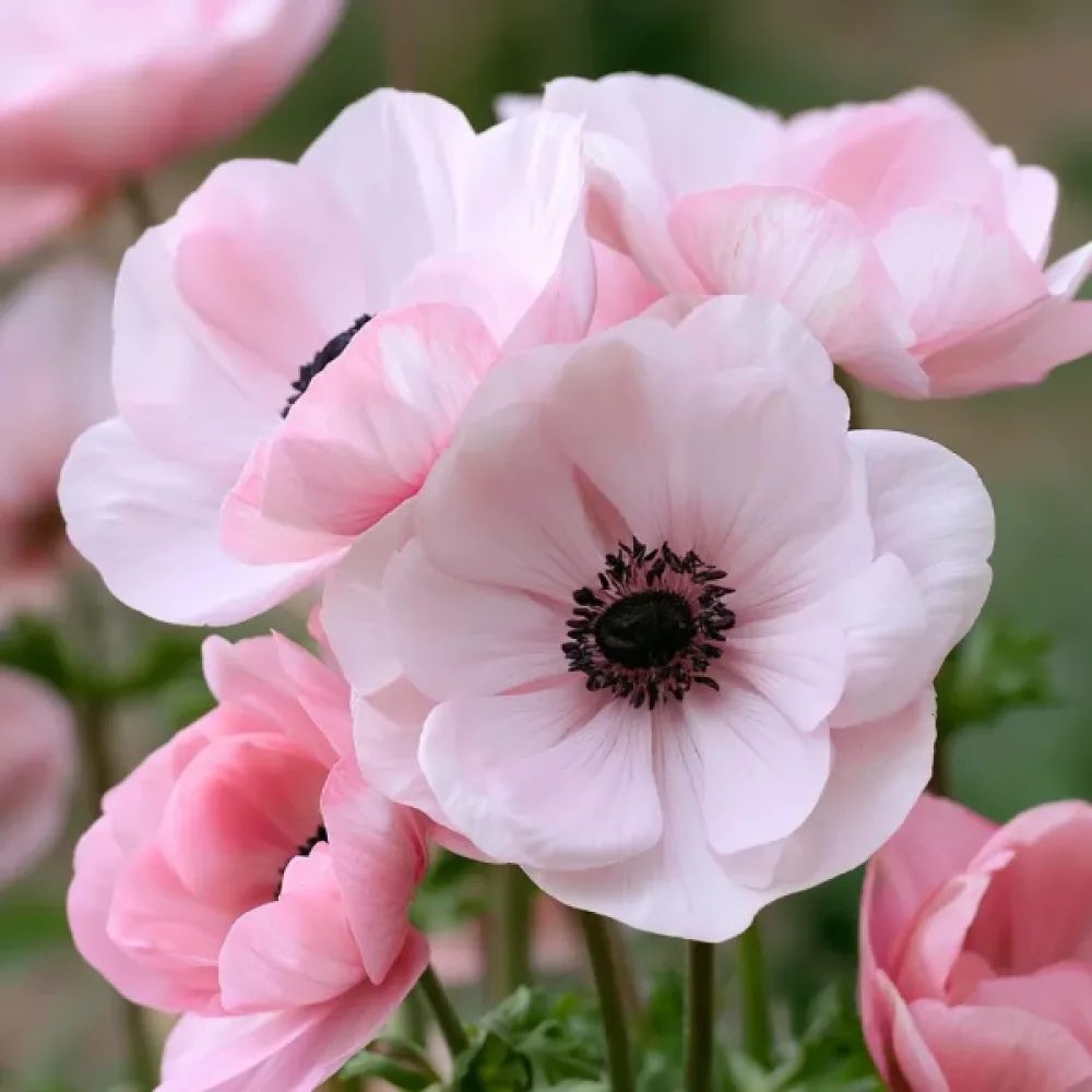Ανεμώνη Mistral Rosa Chiaro (ροζ)