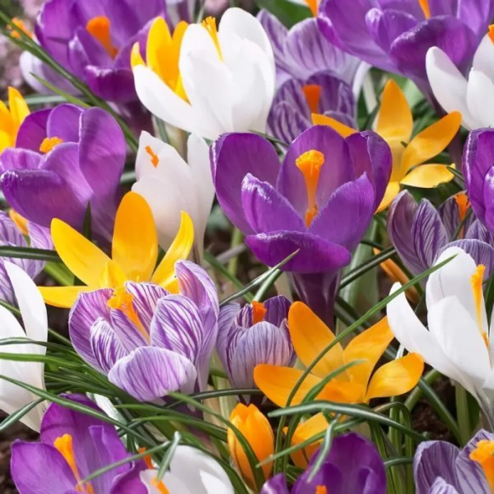 Κρόκος large flowering mix (μεγανθής, μείγμα)