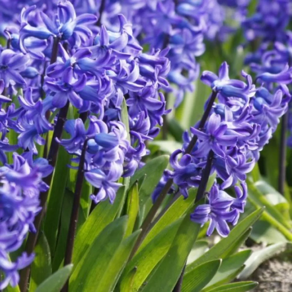 Υάκινθος Delft blue (μπλε)