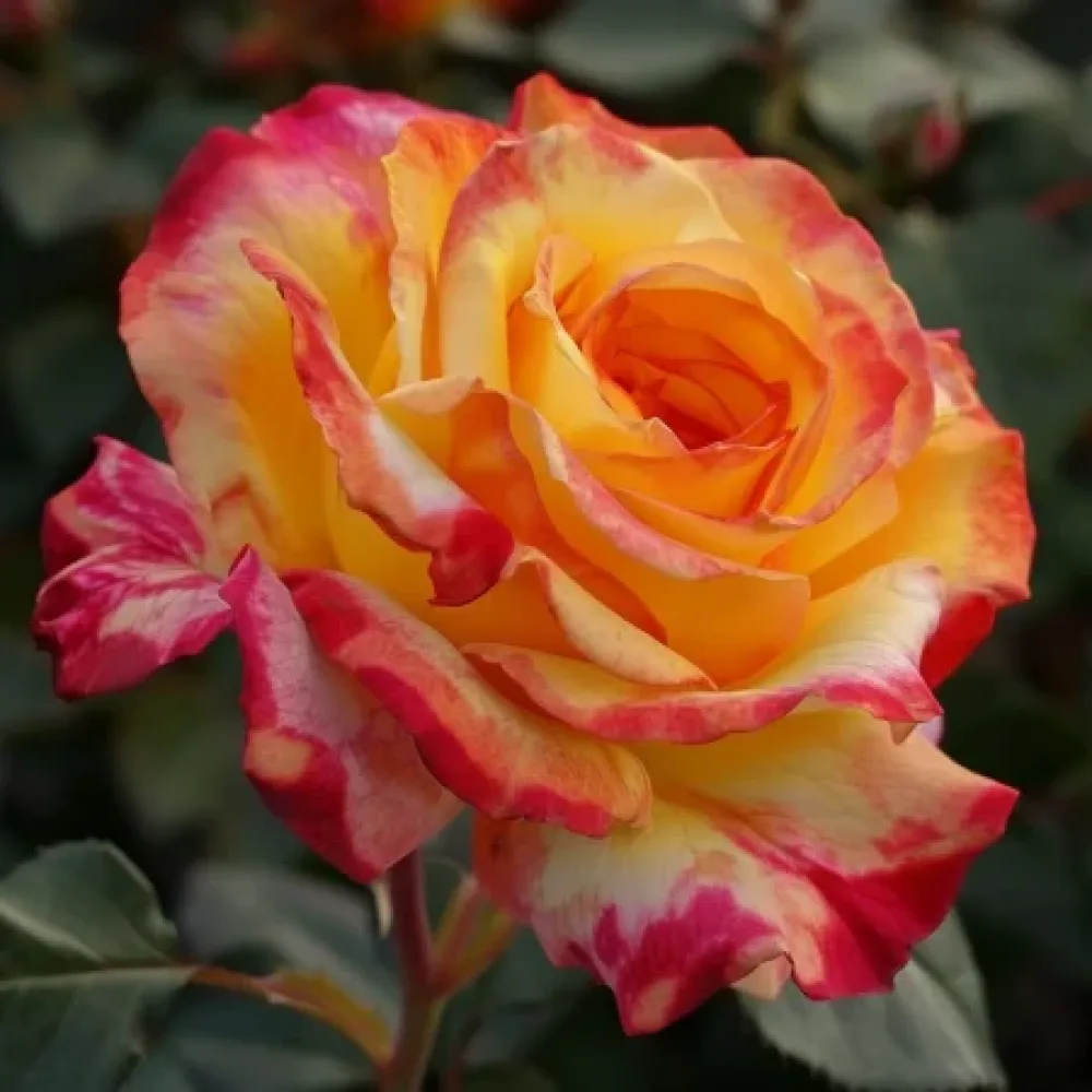 Τριαντάφυλλο Golden Orange Whirlwind – γυμνόριζο