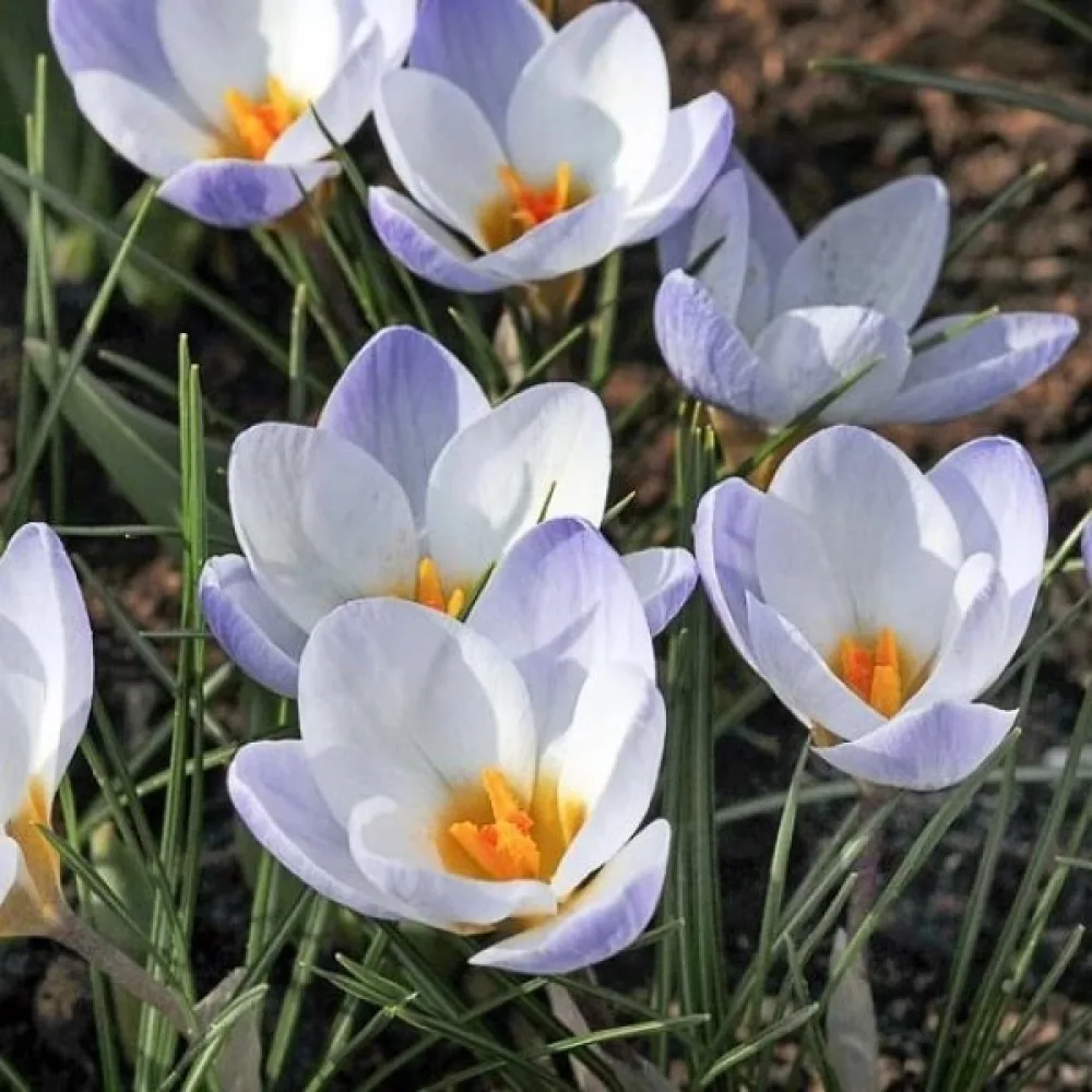 Κρόκος chrysanthus Blue bird (μπλε)