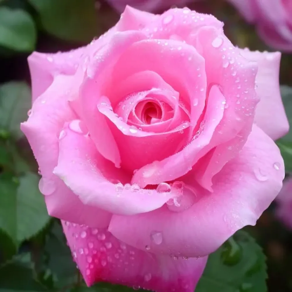 Τριαντάφυλλο Dream in Pink – γυμνόριζο
