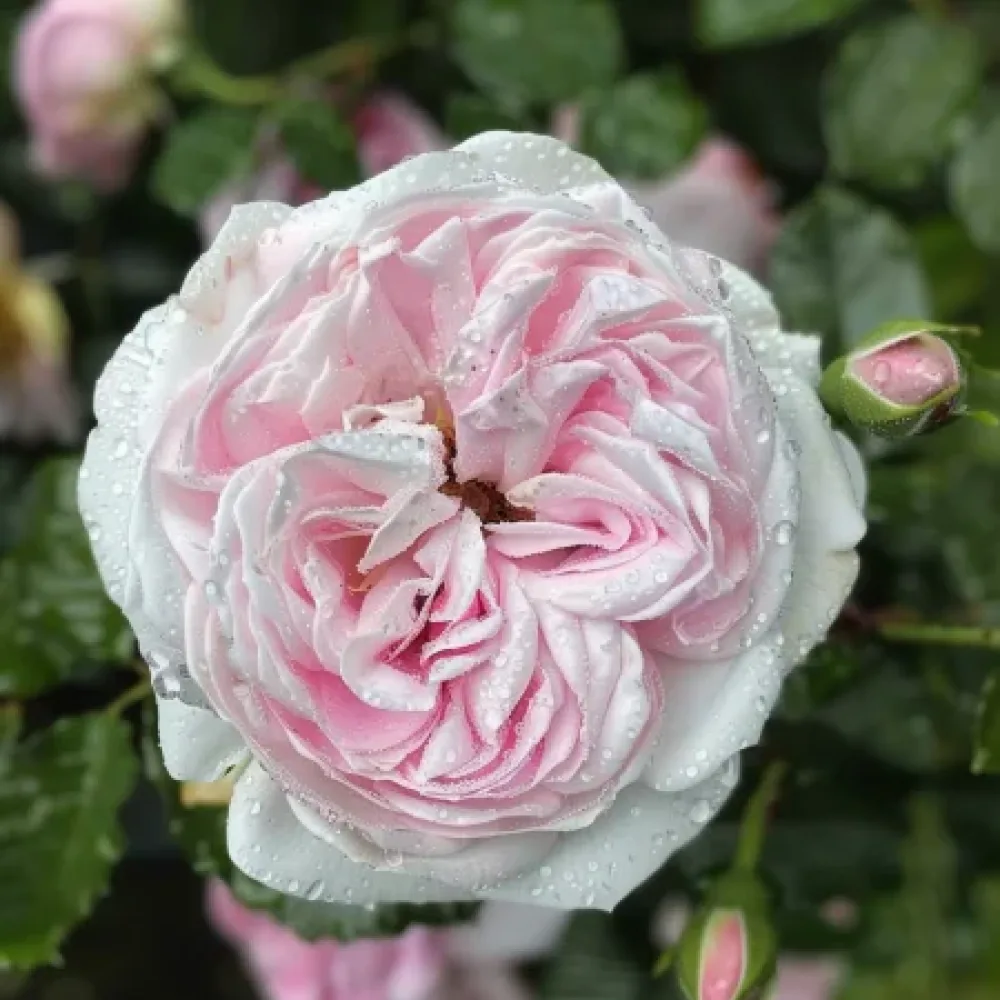 Τριαντάφυλλο Silver Pink Glow – γυμνόριζο