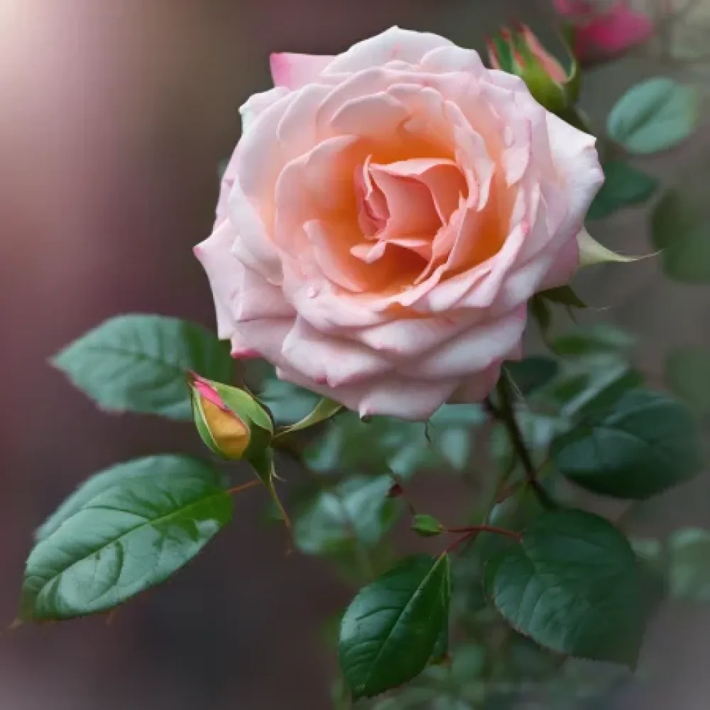 Τριαντάφυλλο Blooming Winter - γυμνόριζο