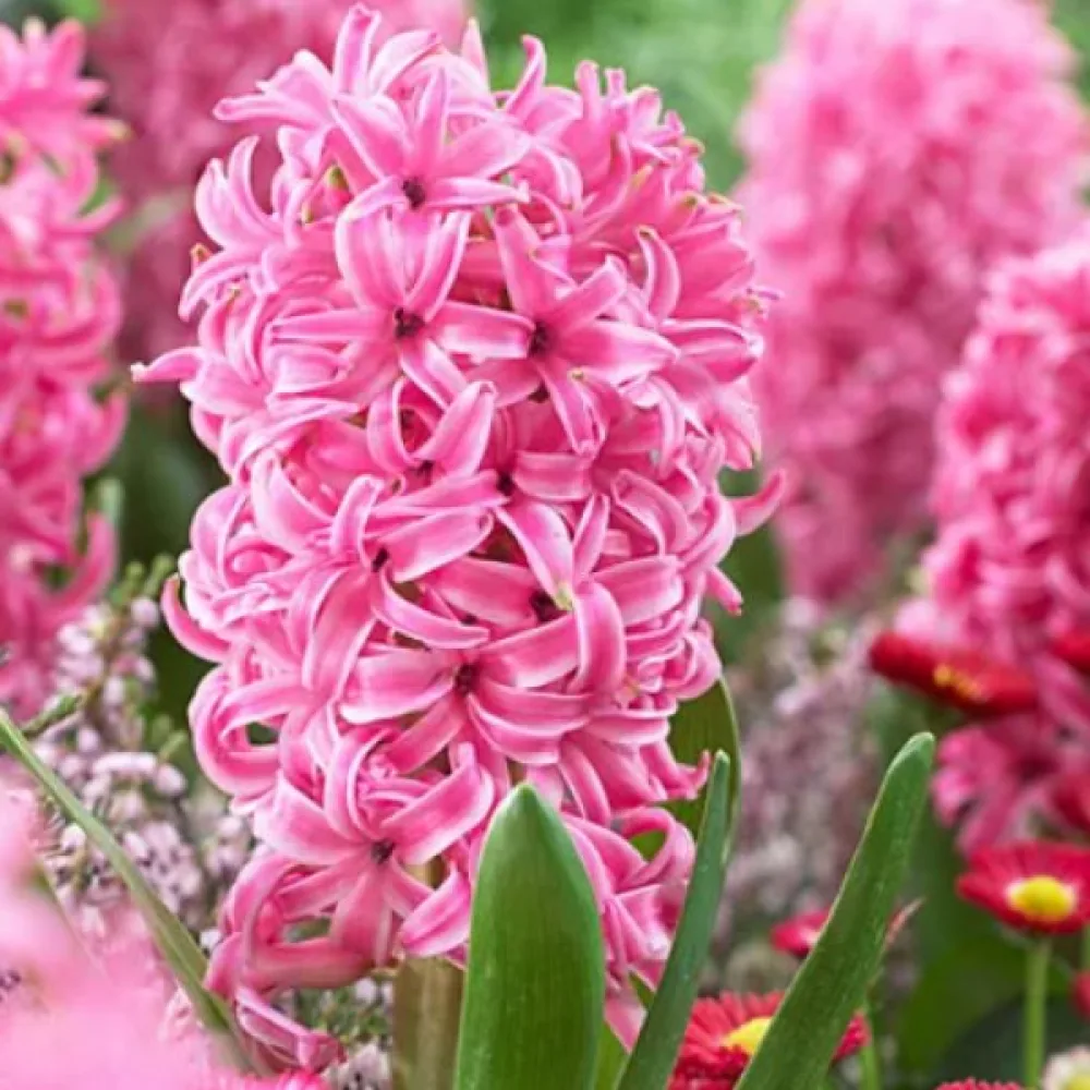 Υάκινθος Pink Pearl (ροζ)