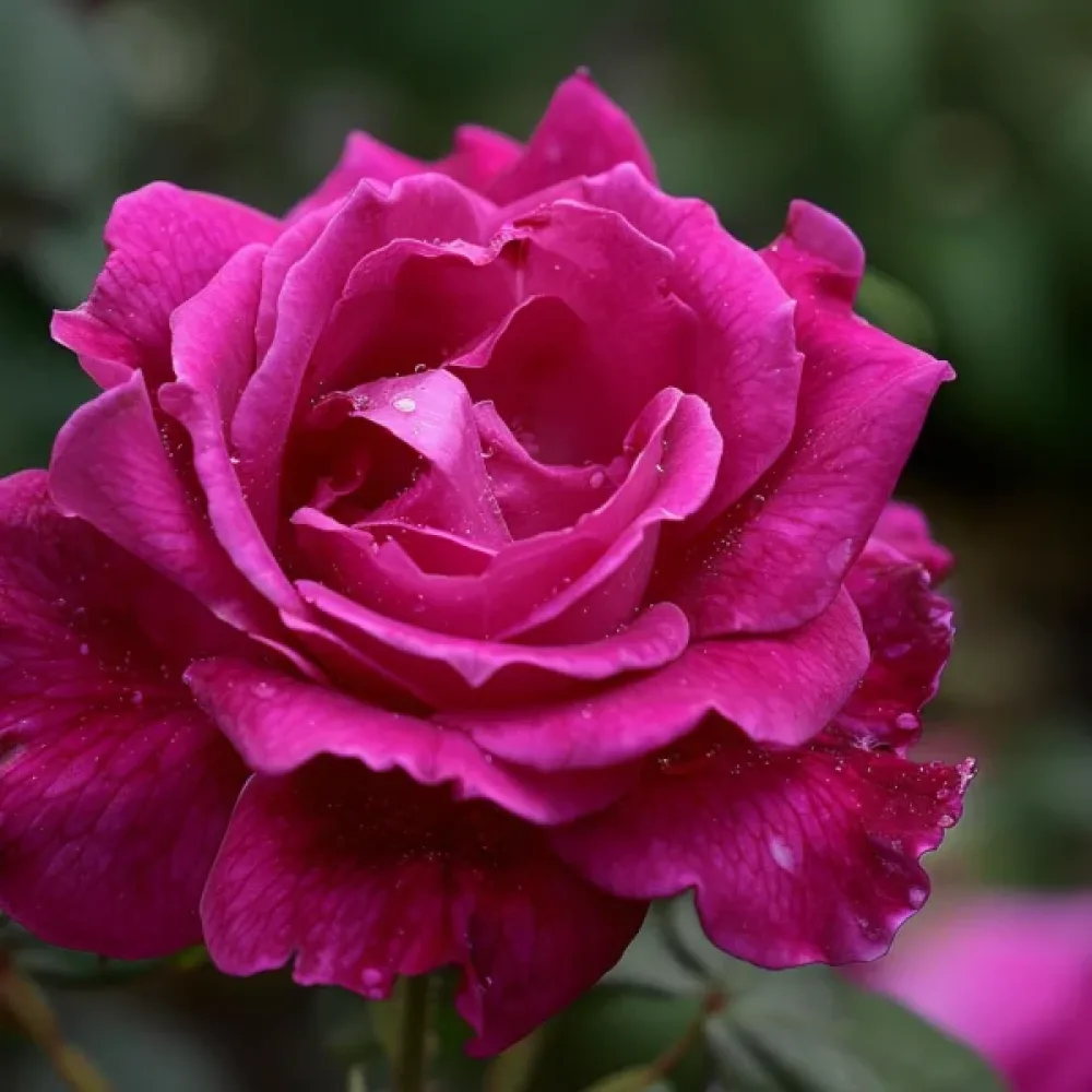 Τριαντάφυλλο The Pink Princess (ροζ)