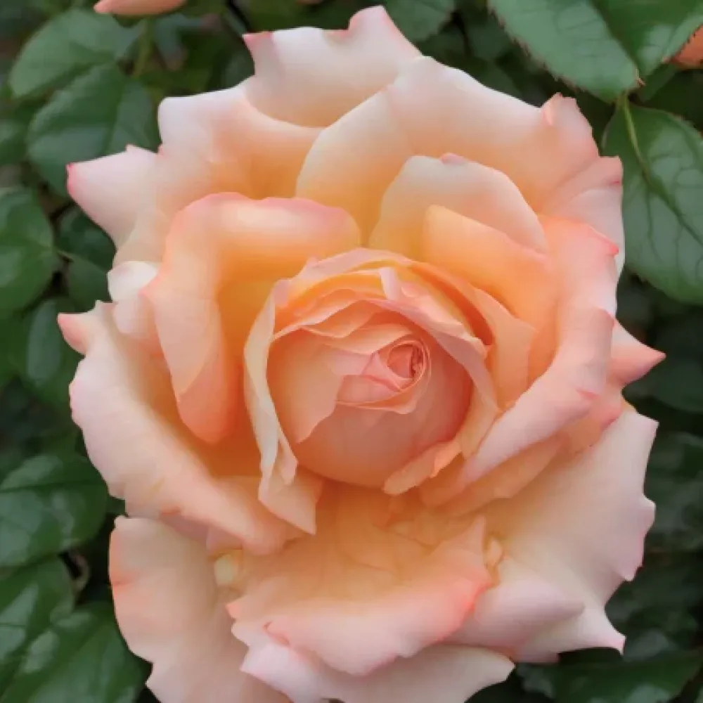 Τριαντάφυλλο Noble Peach – γυμνόριζο