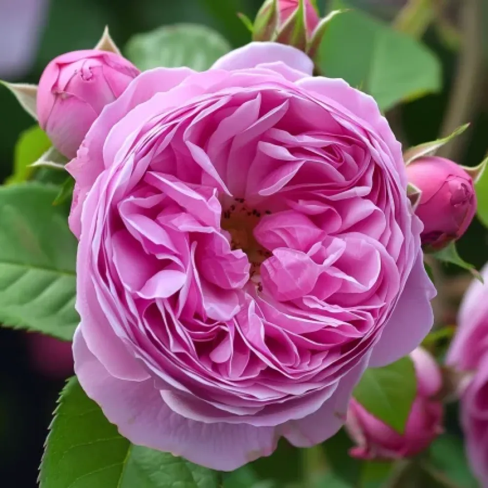 Τριαντάφυλλο Revival Blossom – γυμνόριζο