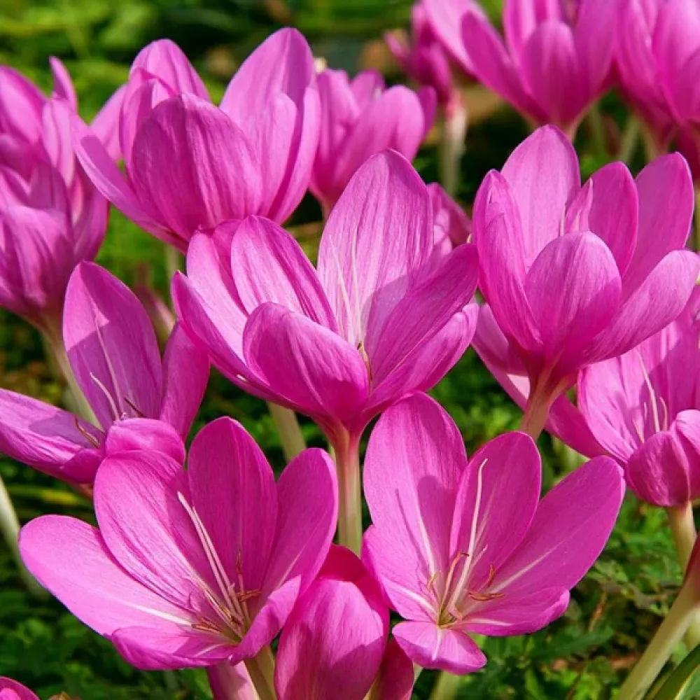 Κολχικό Lilac Bedder (λιλά)