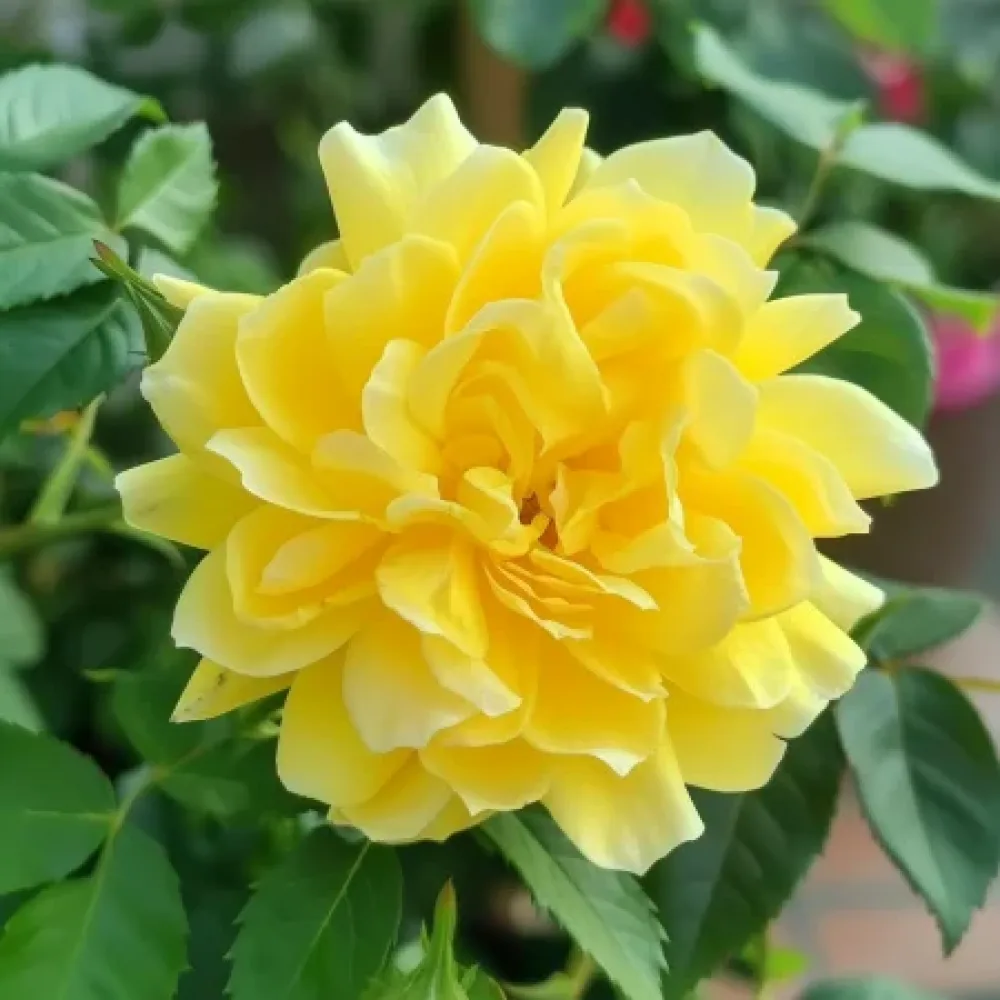 Τριαντάφυλλο Yellow Fantasy – γυμνόριζο