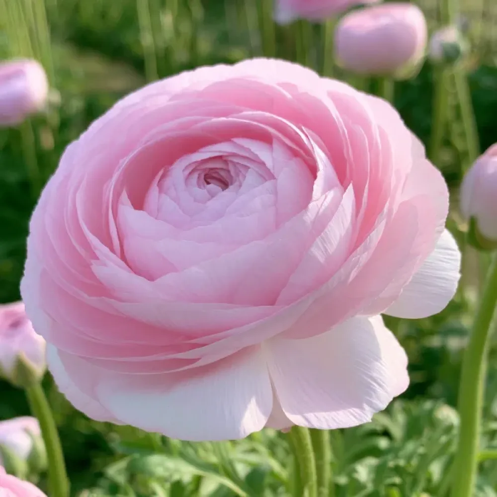 Νεραγκούλα Elegance Rosa Chiaro (ανοιχτό ροζ)
