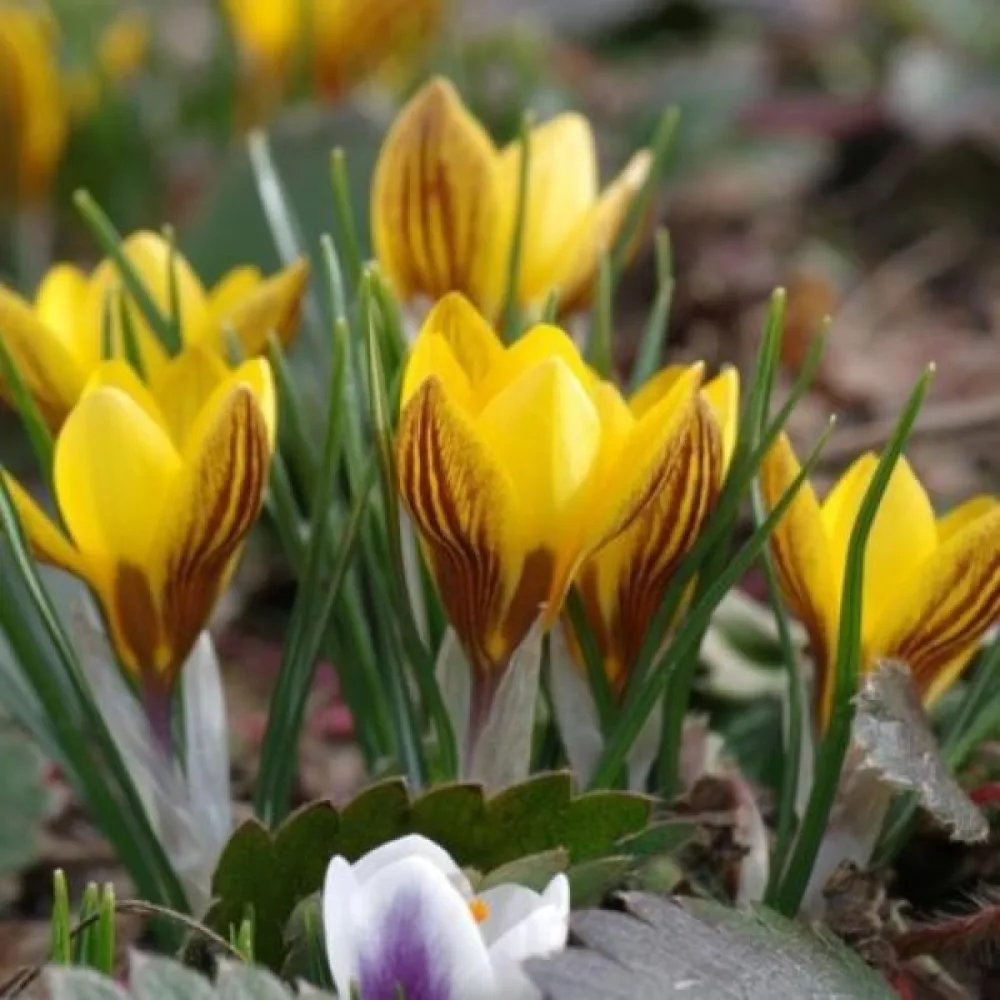 Κρόκος chrysanthus Fuscotinctus (κίτρινος)
