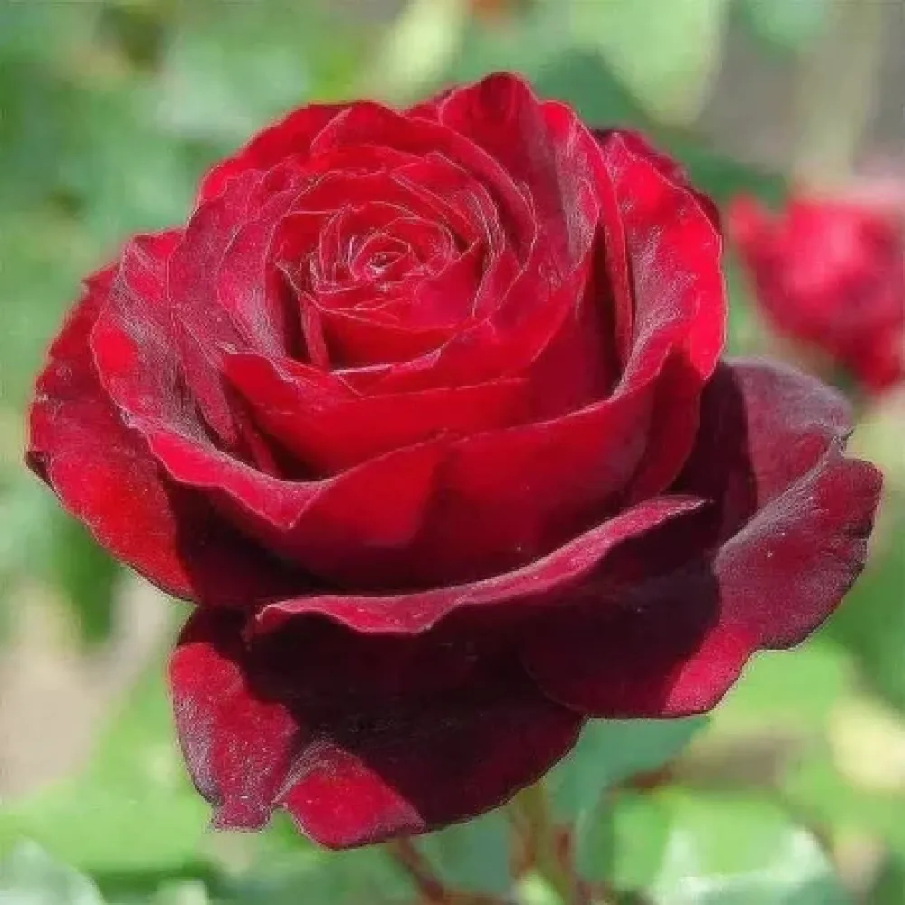 Τριαντάφυλλο Ruby Eternity Rose - γυμνόριζο