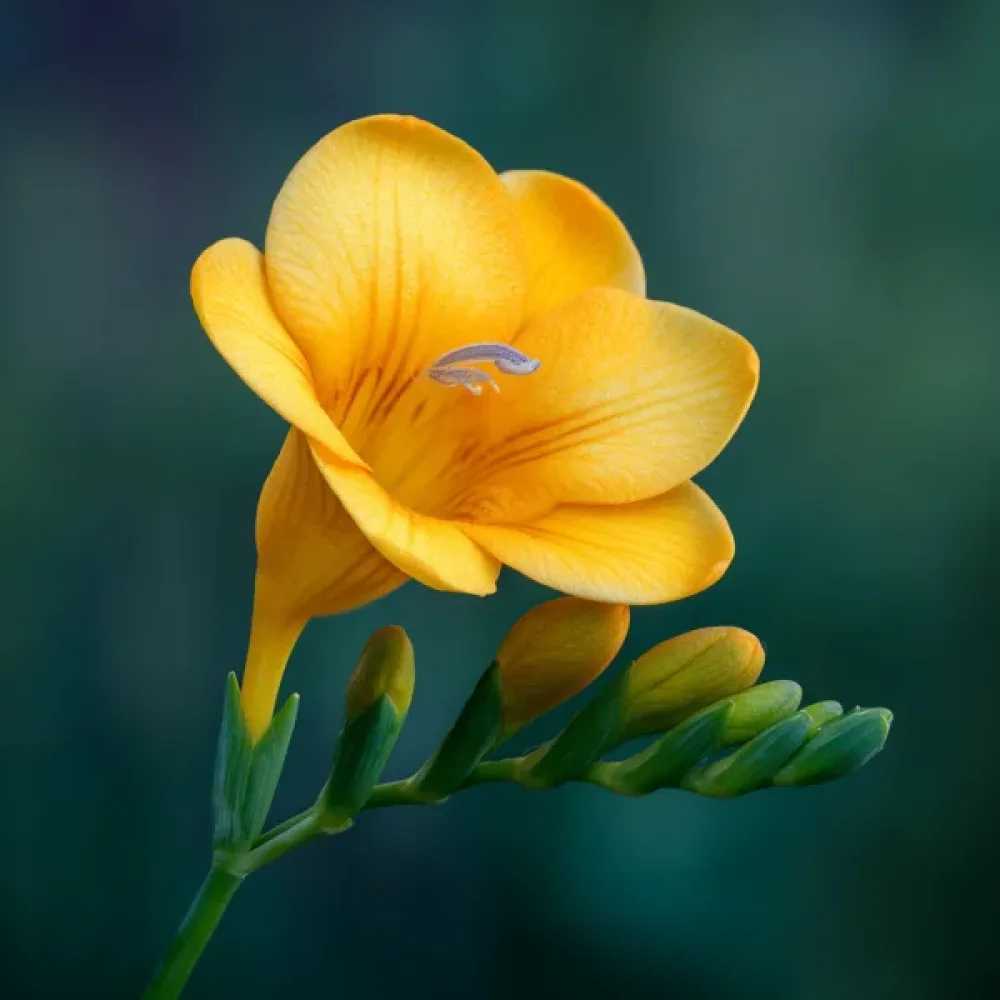 Φρέζια Yellow Single (κίτρινη)