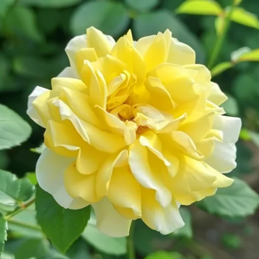 Τριαντάφυλλο Yellow Fantasy – γυμνόριζο
