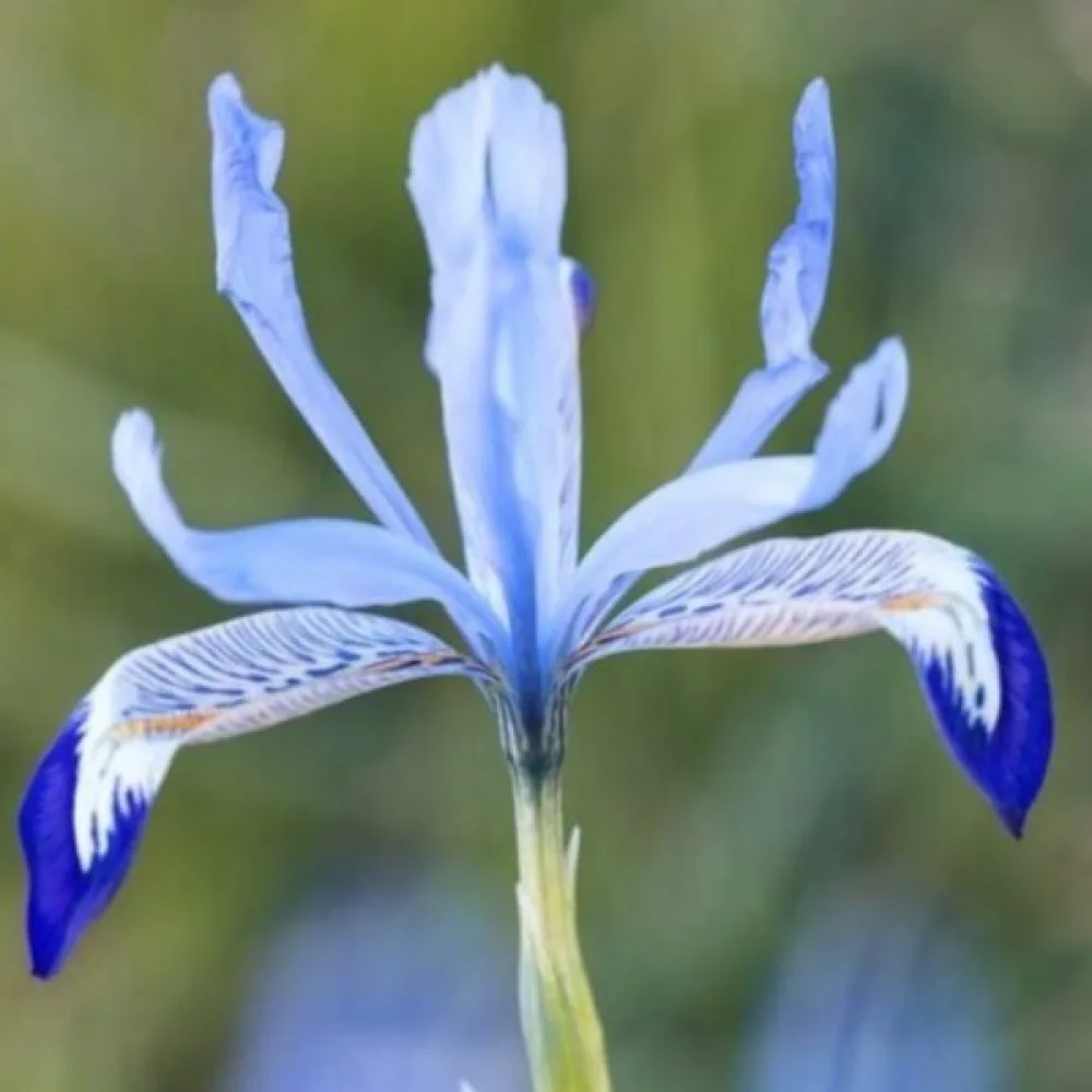 Ίριδα Clairette Reticulata (γαλάζια)