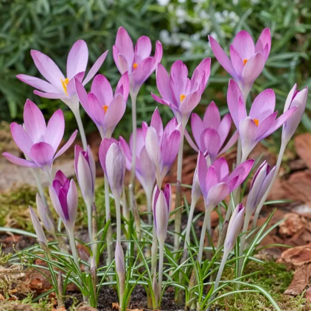 Κρόκος Roseus (ροζ)